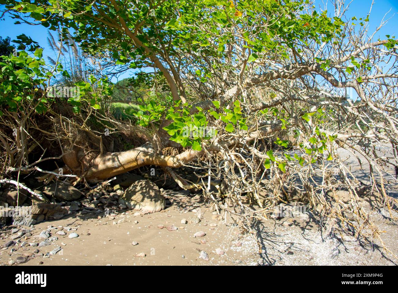 Avicennia Marina Mangrove in Northland - Neuseeland Stockfoto