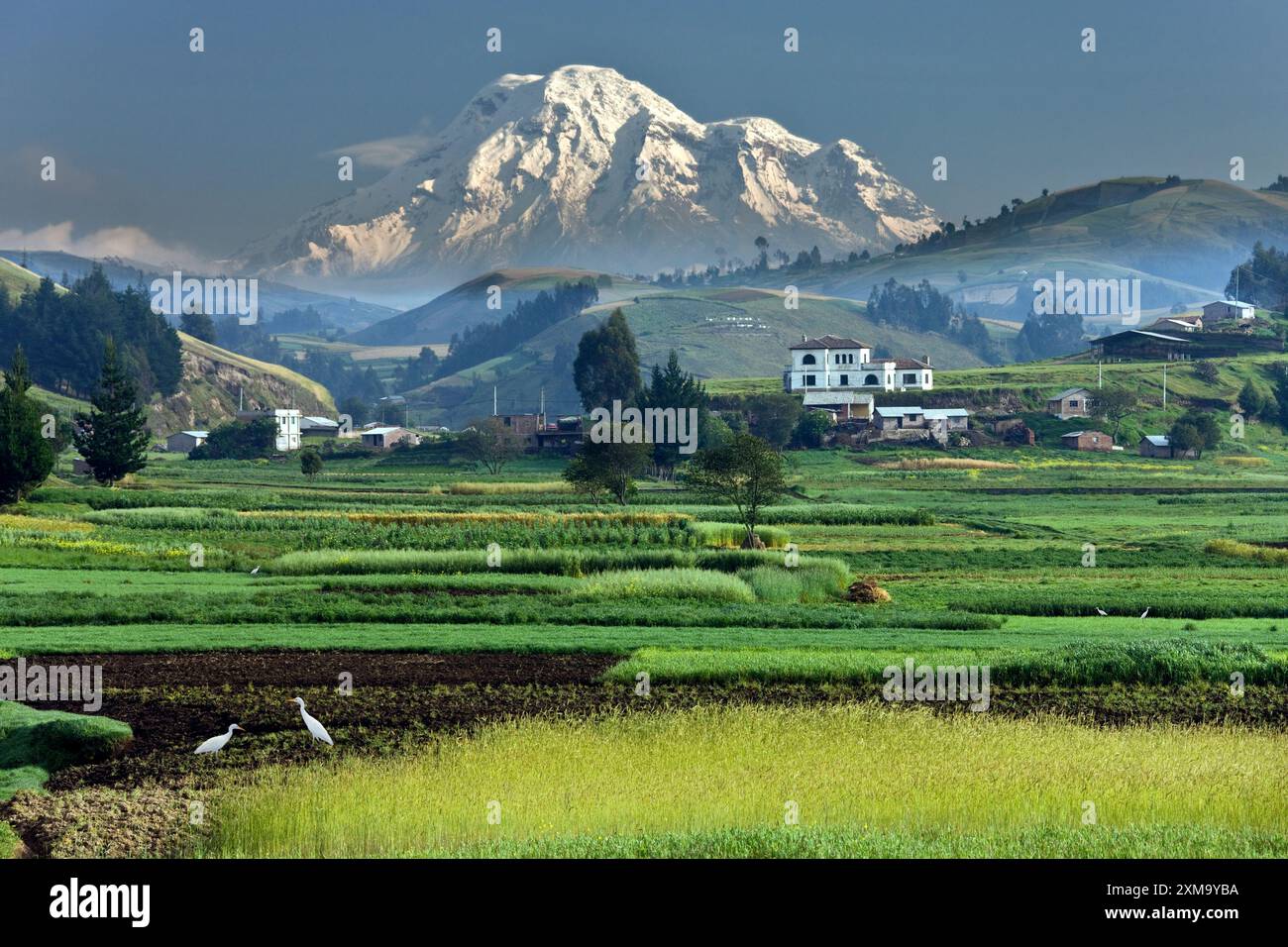 Am frühen Morgen lauert Nebel in einem Tal unterhalb des Monte Chimborazo in der Provinz Chimborazo in Zentral-Ecuador. Chimborazo ist ein inaktiver Stratovulkan mit vielen Kratern. Mit einer Höhe von 6.310 Metern (20.702 Fuß) ist er der höchste Gipfel Ecuadors. Stockfoto