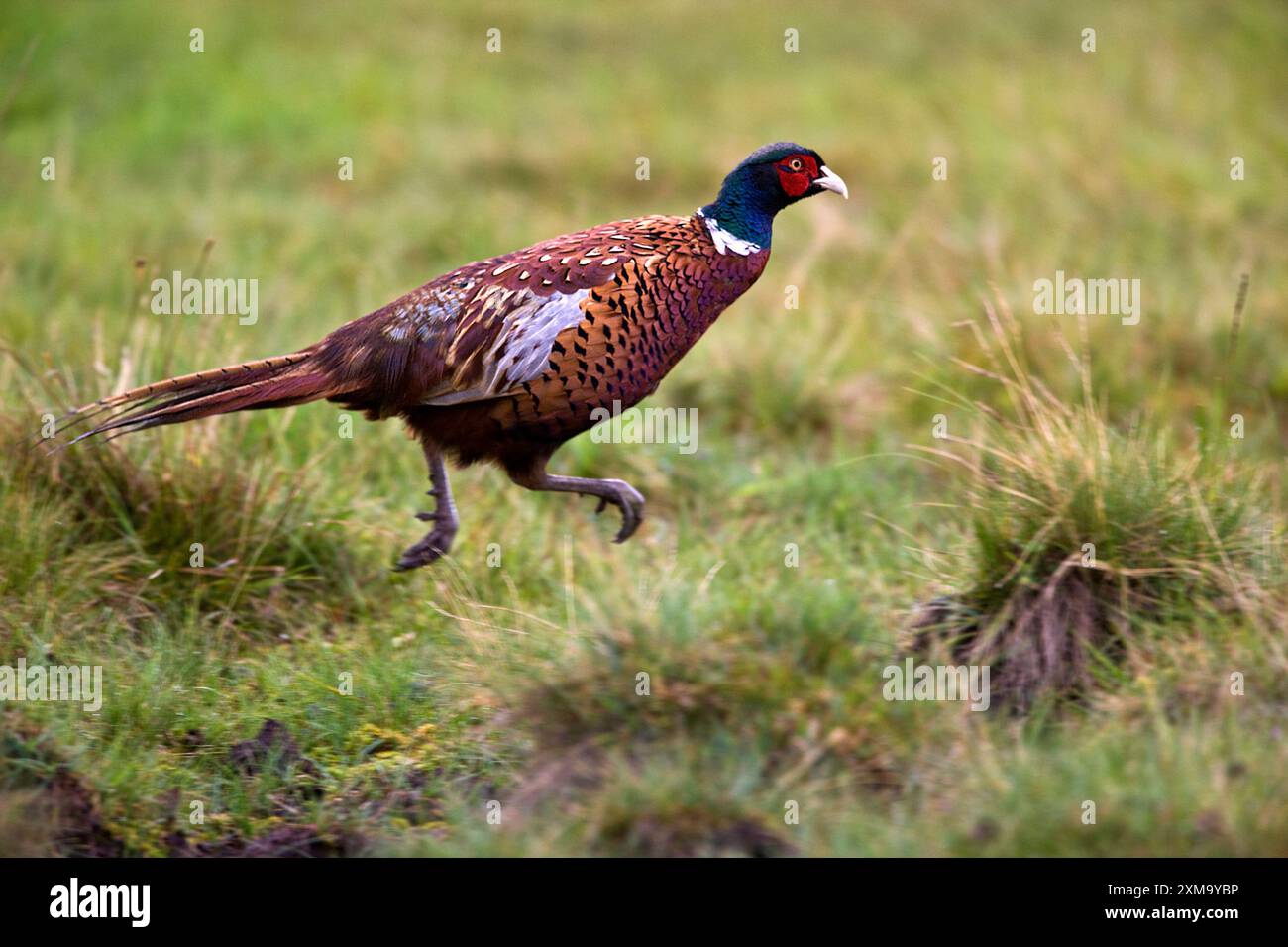 Fasan (Phasianus colchicus) laufen. Sie ist in Asien und Teilen Europas beheimatet. Als einer der weltweit meistgejagten Vögel wurde er zu diesem Zweck in vielen Regionen eingeführt. Fotografiert in den schottischen Highlands, Großbritannien. Stockfoto