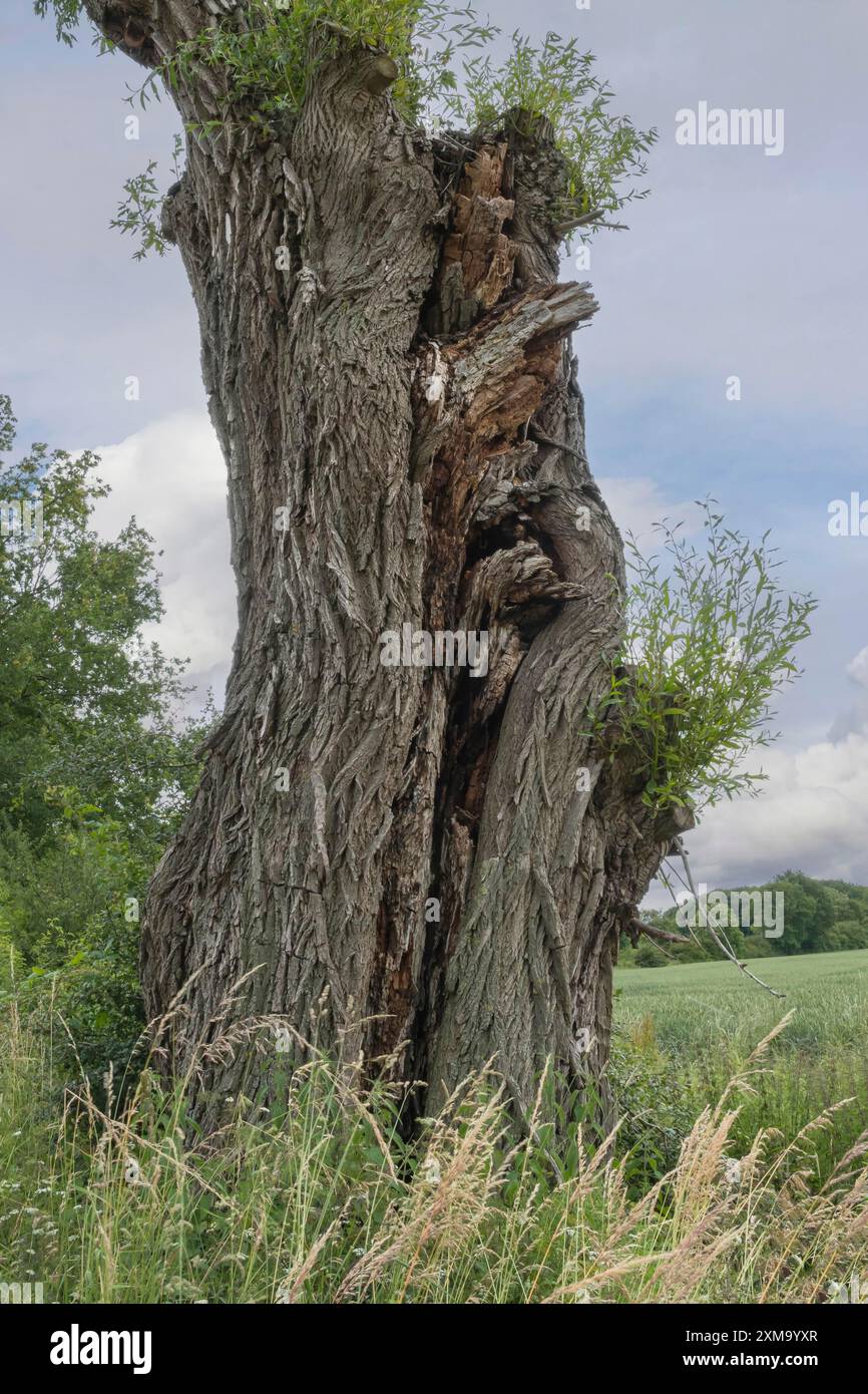 Stamm einer sehr alten Weide, Münsterland, Nordrhein-Westfalen, Deutschland Stockfoto