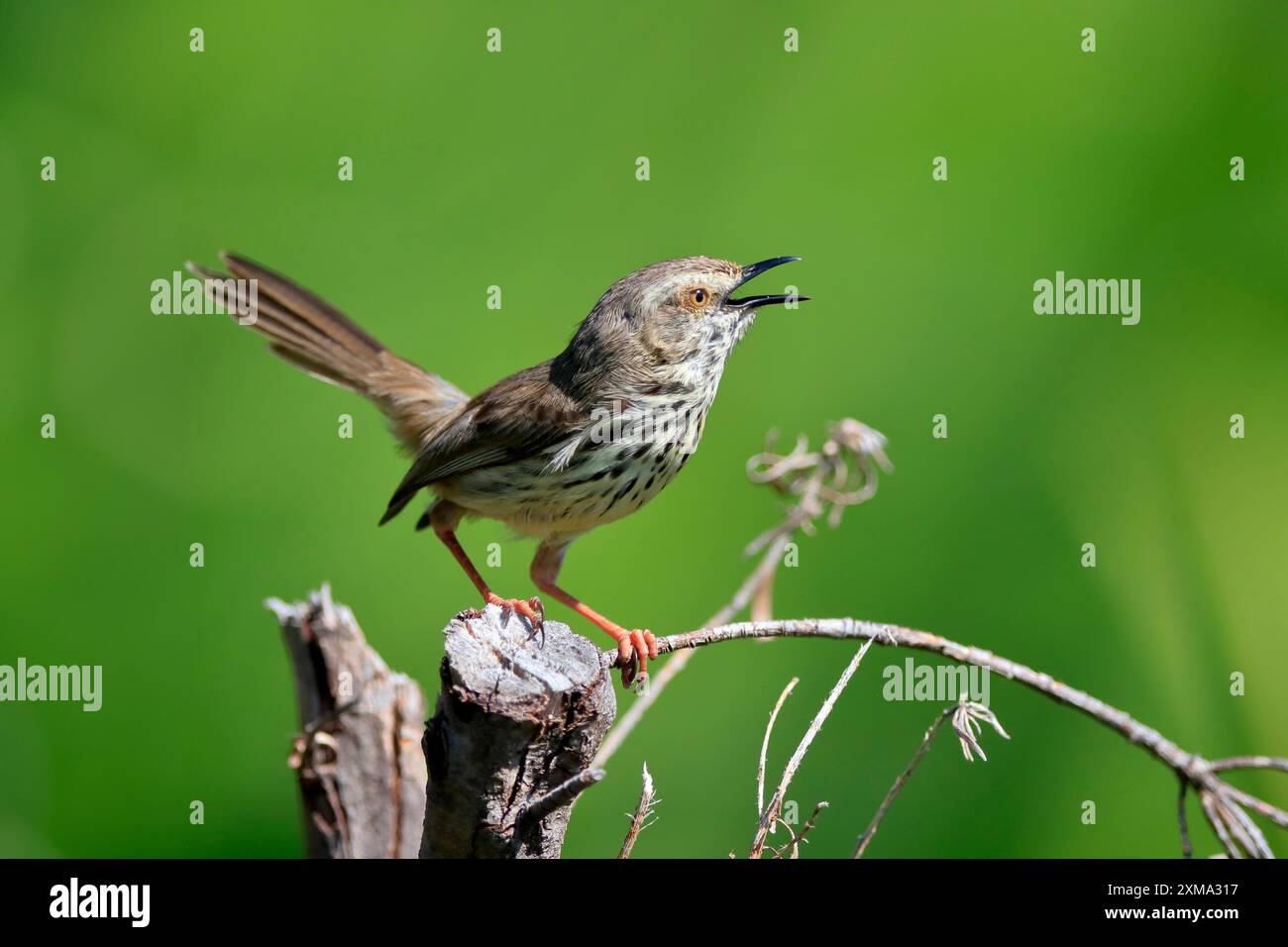 Gefleckte Prinia (Prinia maculosa), Erwachsener, auf Wartezeit, singend, botanischer Garten Kirstenbosch, Kapstadt, Südafrika Stockfoto