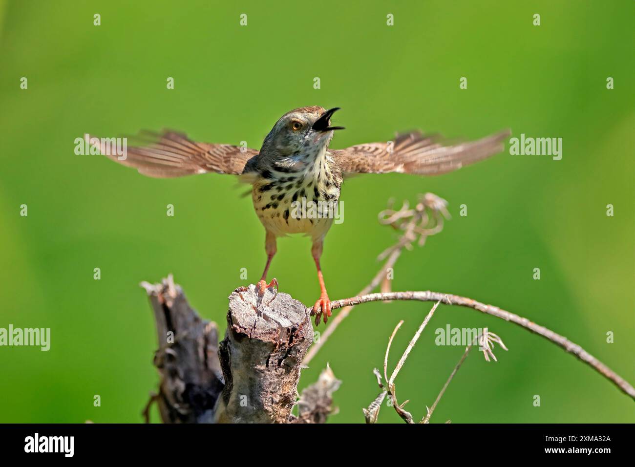 Gefleckte Prinia (Prinia maculosa), Erwachsener, auf Wartezeit, singend, botanischer Garten Kirstenbosch, Kapstadt, Südafrika Stockfoto