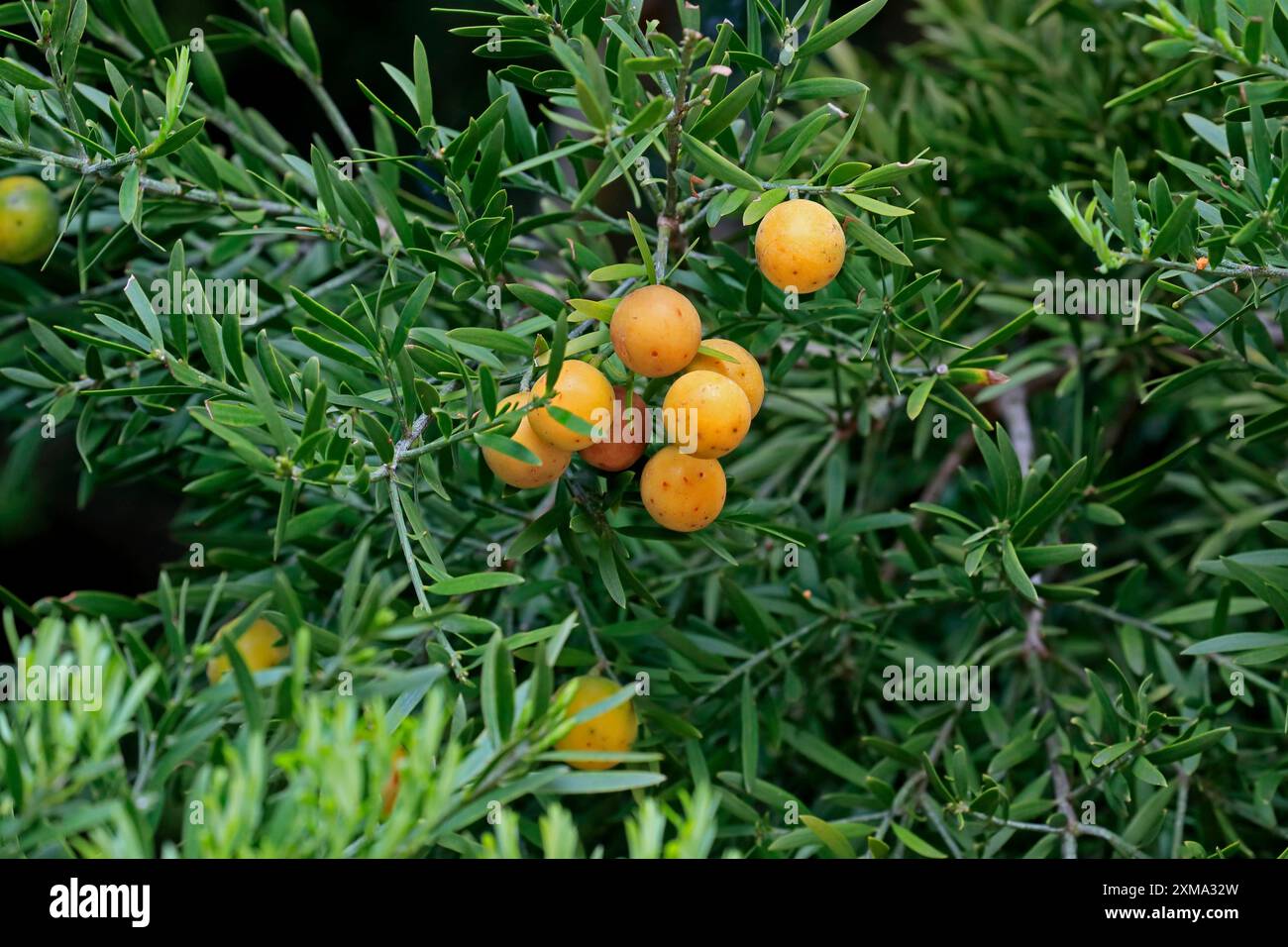 Trauereibe (Afrocarpus falcatus), Obst, Obststand, Botanischer Garten Kirstenbosch, Kapstadt, Südafrika Stockfoto