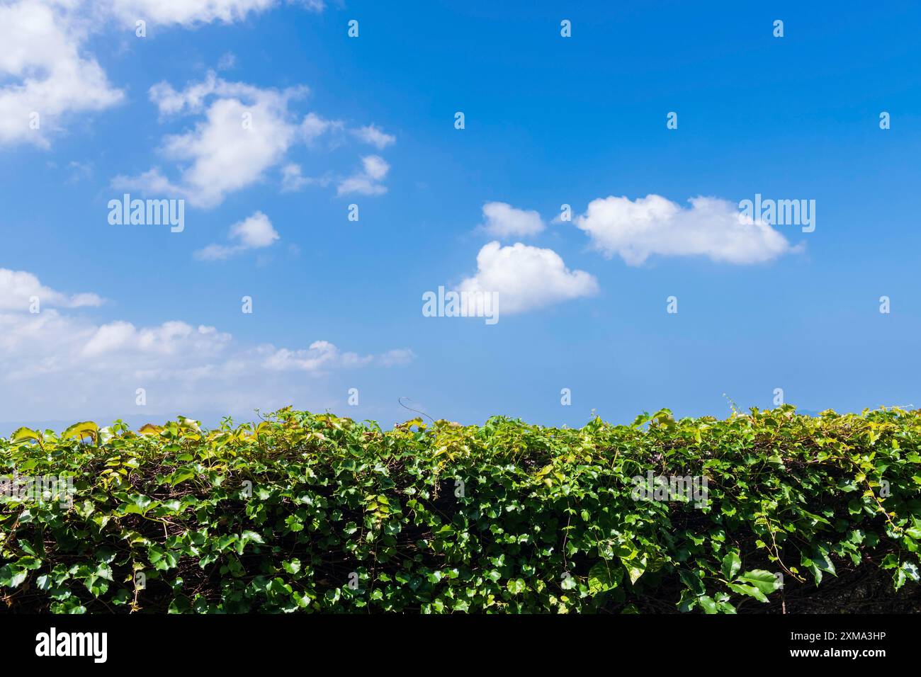 Blauer Himmel mit verstreuten weißen Wolken über der Wand aus grünem Laub Stockfoto