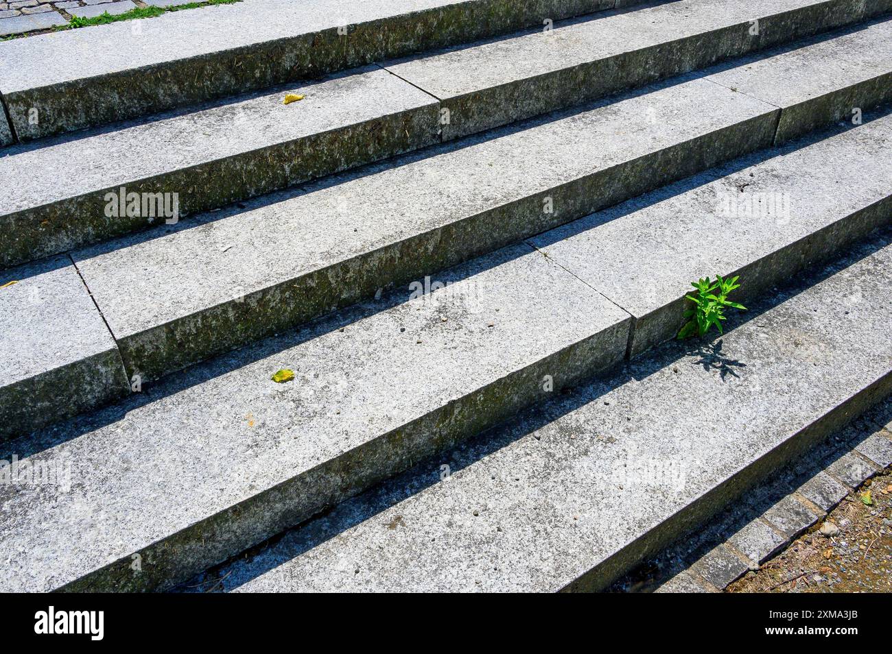 Steintreppe, frisches Grün, Natur ist stärker als Stein, Kempten, Allgäu, Bayern, Deutschland Stockfoto