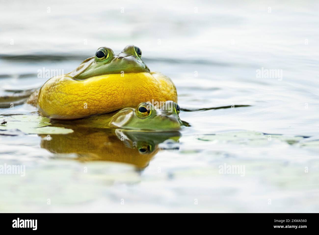 Bullenfrösche. Lithobates catesbeianus. Bullenfrosche paaren sich. Der männliche Bullfrosch ruft, wenn ein anderer Bullfrosch zu nahe kommt. La Mauricie Stockfoto