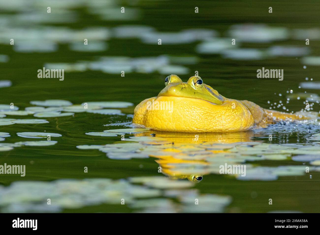 Bullfrosch, Lithobates catesbeianus. Ein männlicher Bullfrosch schwimmt auf einem See und ruft, wenn ein anderer Bullfrosch zu nahe an sein Territorium kommt. La Stockfoto