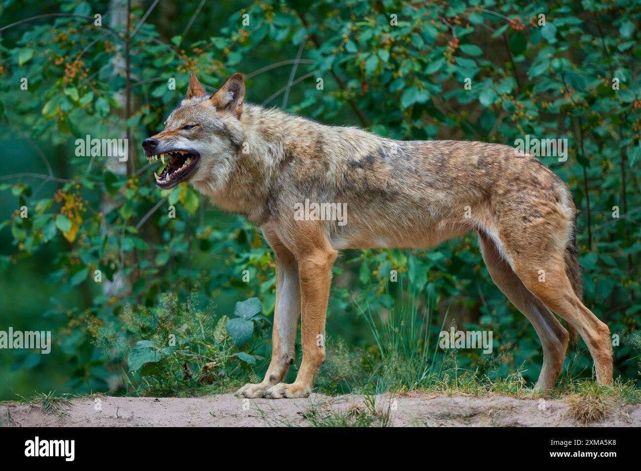 Grauer Wolf (Canis Lupus), im Wald, auf einem sandigen Hügel, umgeben von grünen Blättern und Bäumen, Sommer, Deutschland Stockfoto
