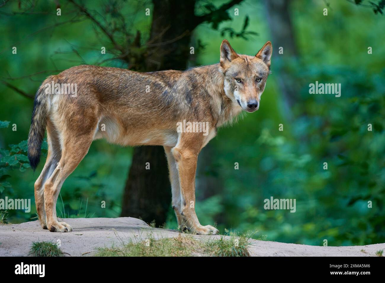 Grauer Wolf (Canis Lupus), im Wald, auf einem sandigen Hügel, umgeben von grünen Blättern und Bäumen, Sommer, Deutschland Stockfoto