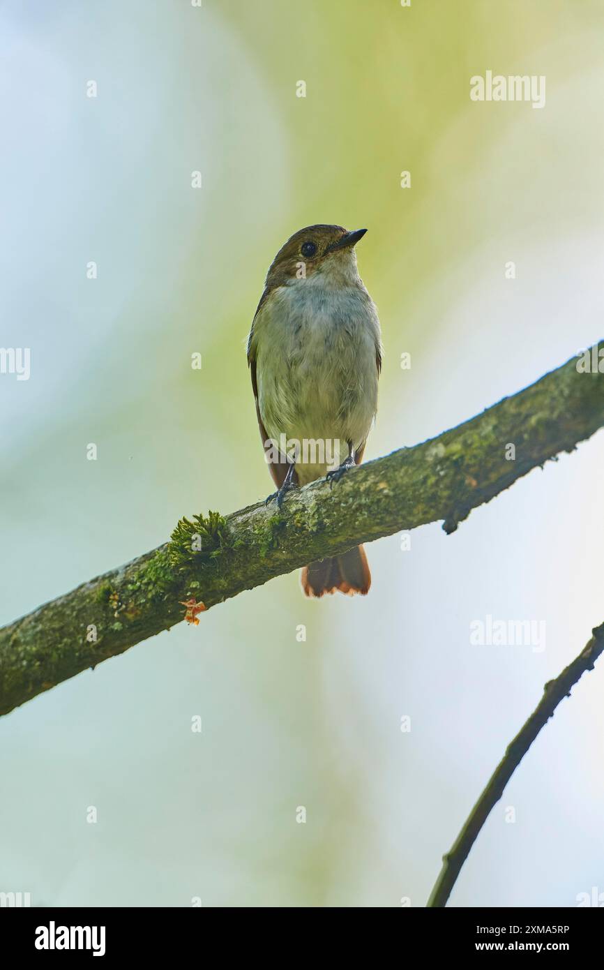 Europäischer Rattenfänger (Ficedula hypoleuca), im Frühjahr, Hessen, Deutschland Stockfoto