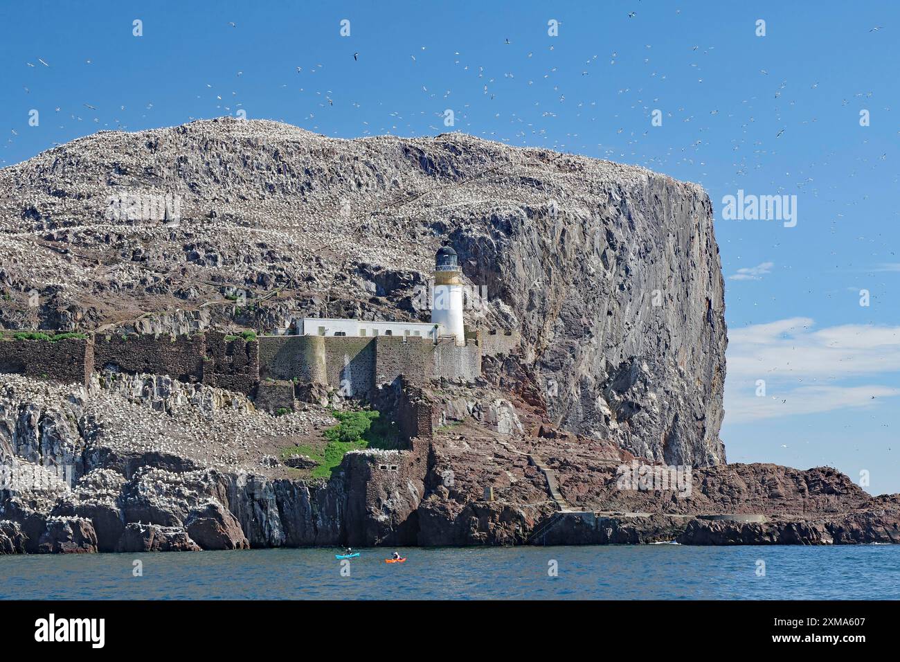 Ein Leuchtturm steht auf einer Insel mit steilen Klippen, umgeben vom Meer und einer Vogelschar unter klarem Himmel, Tölpel, Bass Rock, North Berwick Stockfoto