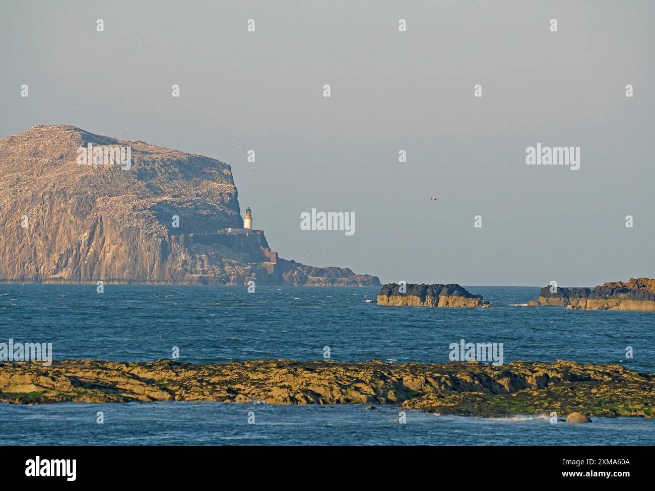 Insel mit einem großen Felsen und Leuchtturm im Meer unter klarem Himmel, Bass Rock, North Berwick, Schottland, Großbritannien Stockfoto