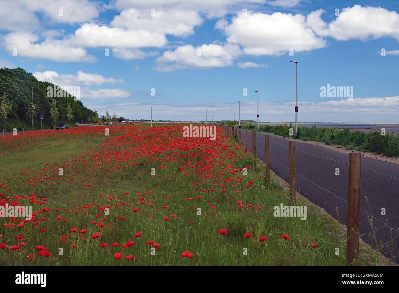Ein langer Radweg neben einem großen Mohnfeld in Blüte an einem sonnigen Tag unter einem blauen Himmel mit weißen Wolken, Dundee, Nordsee Radweg Stockfoto