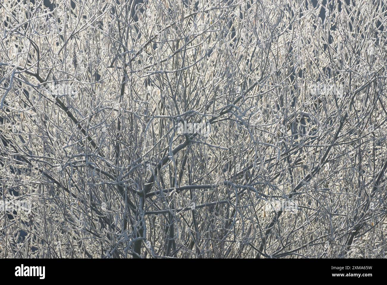 Winterlandschaft, mit Raureif bedeckte Bäume, hintergrundbeleuchtet, Nordrhein-Westfalen, Deutschland Stockfoto