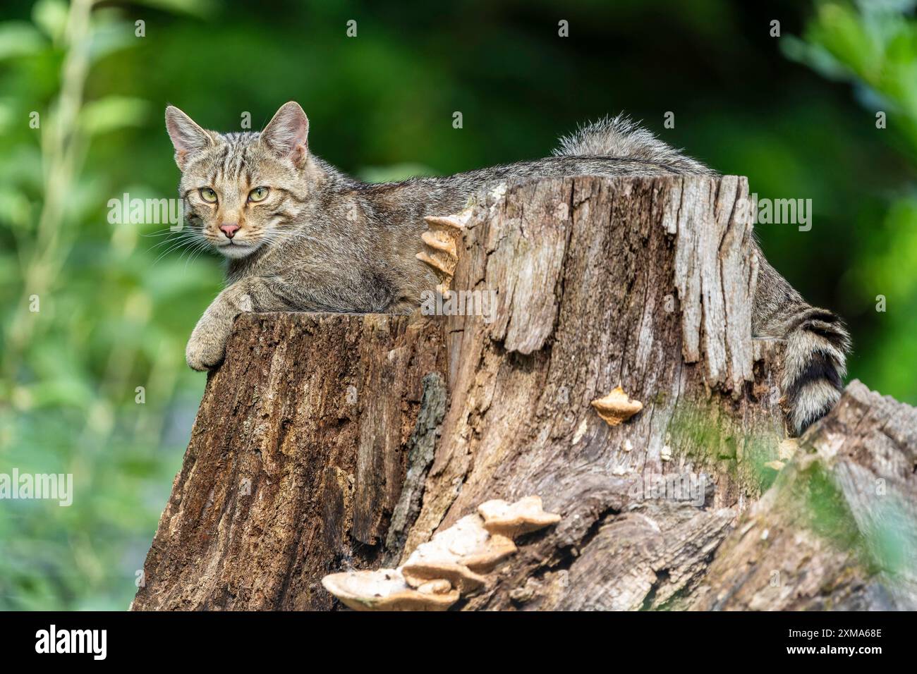 Eine Katze, die entspannt auf einem Baumstumpf im Wald liegt, Wildkatze (Felis silvestris), Kätzchen, Deutschland Stockfoto