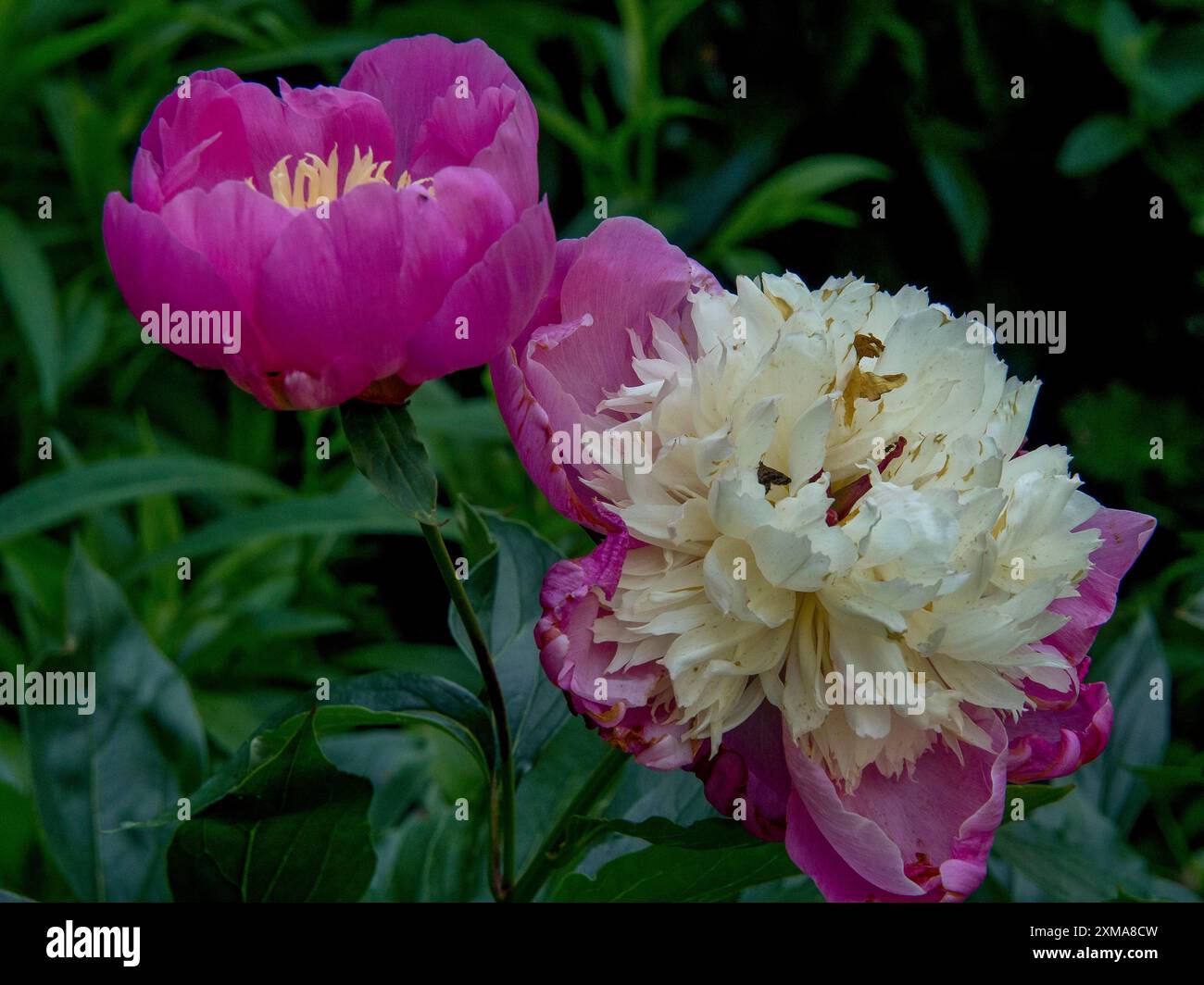 Nahaufnahme von roten und weißen Blumen im Garten, die durch ihren starken Kontrast bestechen, borken, münsterland, deutschland Stockfoto