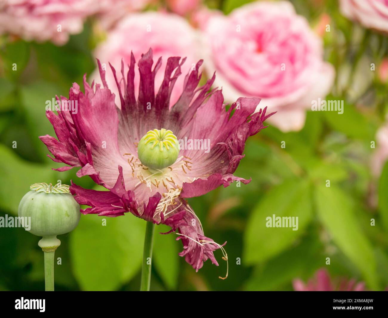 Nahaufnahme eines lila Mohns mit verschwommenen rosa Blüten im Hintergrund, borken, westfalen, deutschland Stockfoto