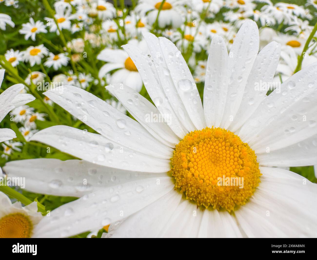 Nahaufnahme einer Oxeye Daisy Blume mit Wassertropfen Stockfoto