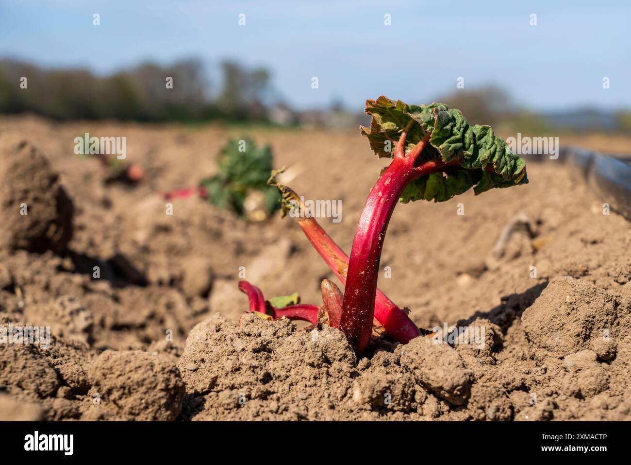 Rhabarber, junge Pflanze, gerade auf einem Feld gepflanzt Stockfoto