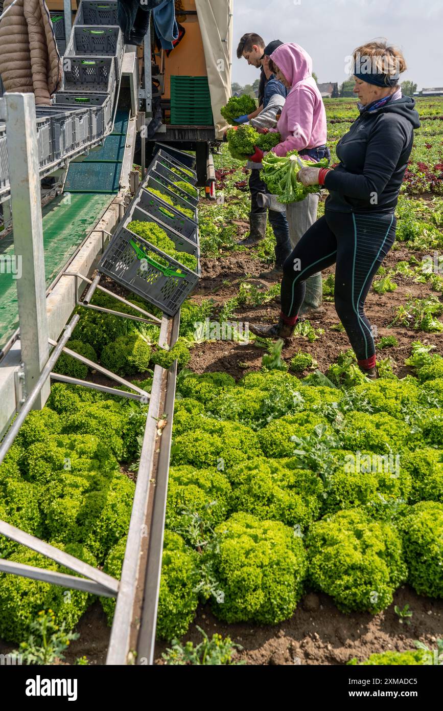 Lollo Bianco Salat ernten, Erntearbeiter schneiden die Salatköpfe ab, reinigen sie und legen sie in Kisten, sie werden im Anhänger gewaschen und Stockfoto