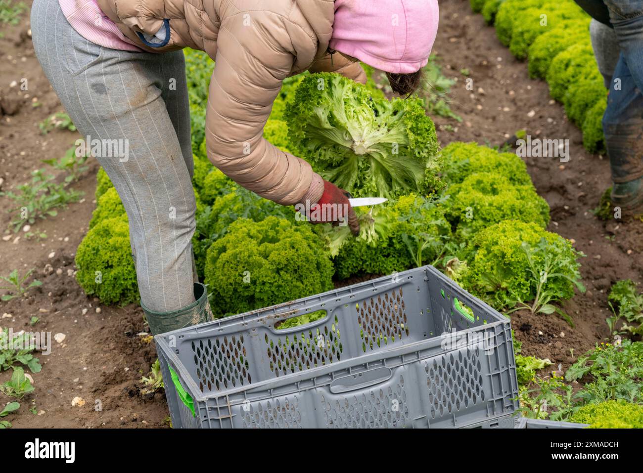 Lollo Bianco Salat ernten, Erntearbeiter schneiden die Salatköpfe ab, reinigen sie und legen sie in Kisten, sie werden im Anhänger gewaschen und Stockfoto