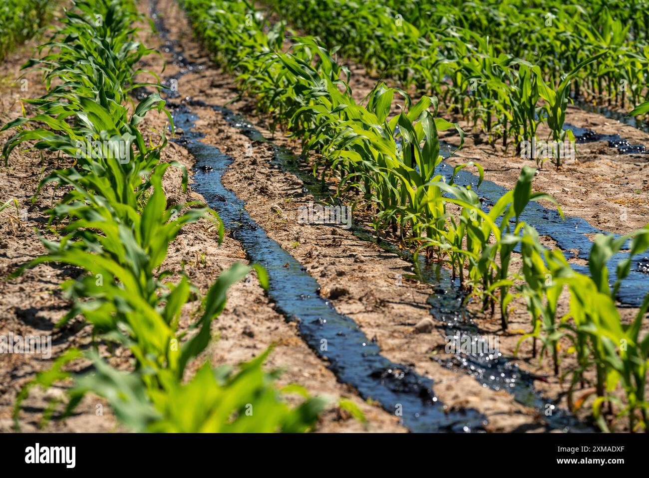 Ein Maisfeld mit Jungpflanzen wird mit Gülle gedüngt, bei Geldern, Nordrhein-Westfalen Stockfoto