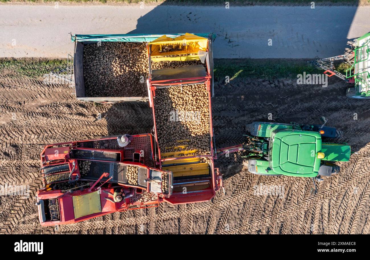 Bei der Kartoffelernte, der sogenannten Spalterntemethode, werden zunächst die Knollen mit einem Reihenkörner aus dem Boden genommen, dann nach einer kurzen Trocknung Stockfoto