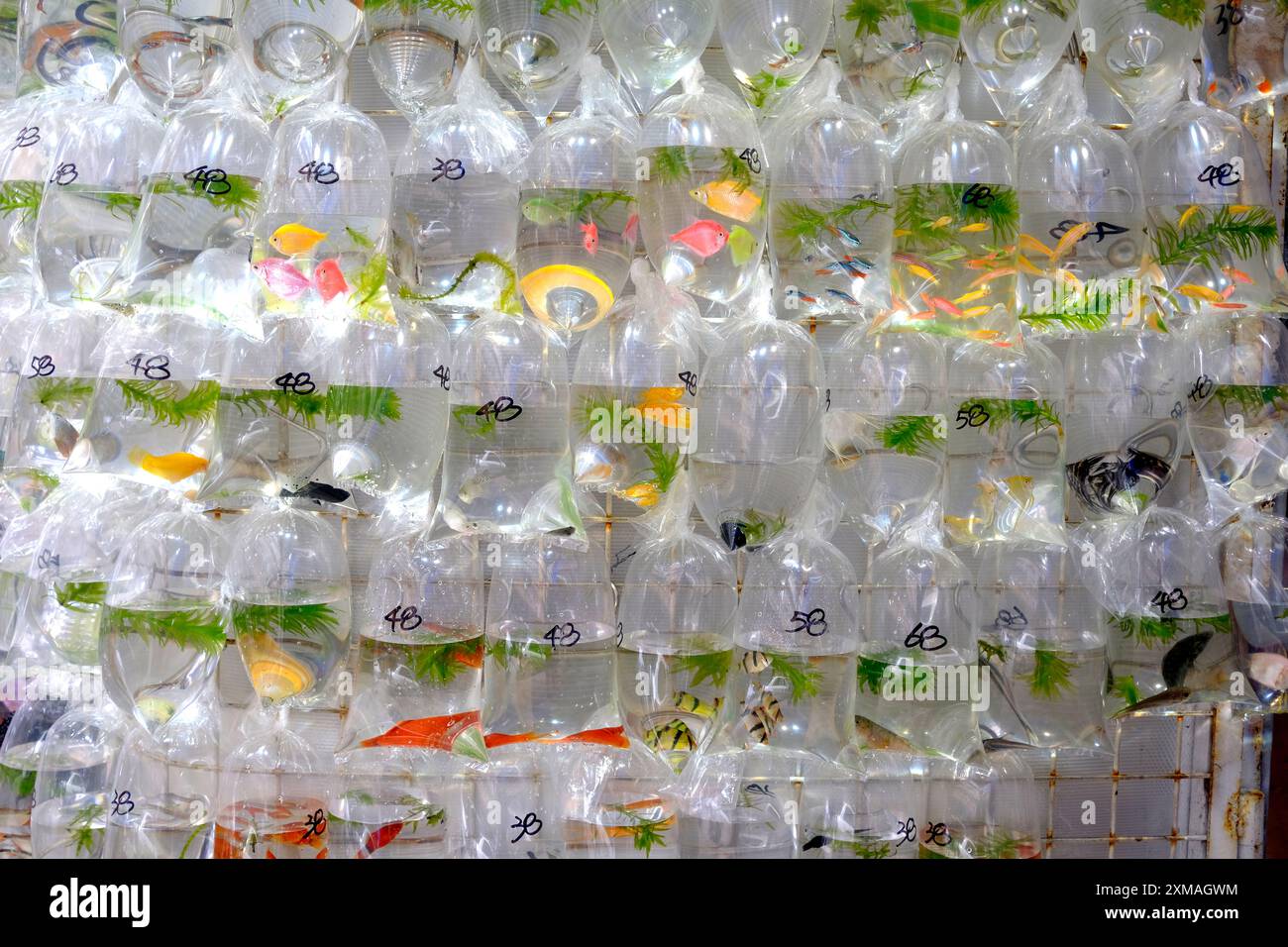 Der traditionelle traditionelle Fisch-Laden in Hongkong im Freien liegt direkt auf der Straße Stockfoto