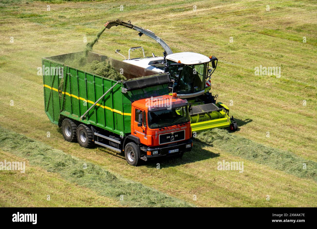 Heuernte auf einer Rheinwiese bei Duisburg-Beeckerwerth nimmt ein Feldhäcksler das nach dem Schneiden in Streifen aufgehäufte Gras auf, und Stockfoto