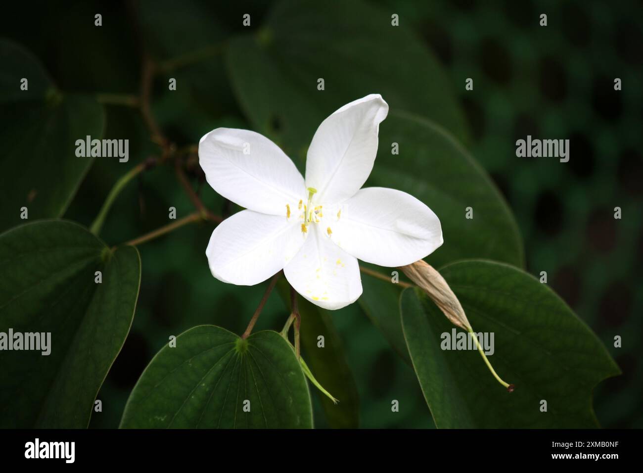 Weiße Orchideenblüte (Bauhinia acuminata) unter grünem Laub : (Bild Sanjiv Shukla) Stockfoto