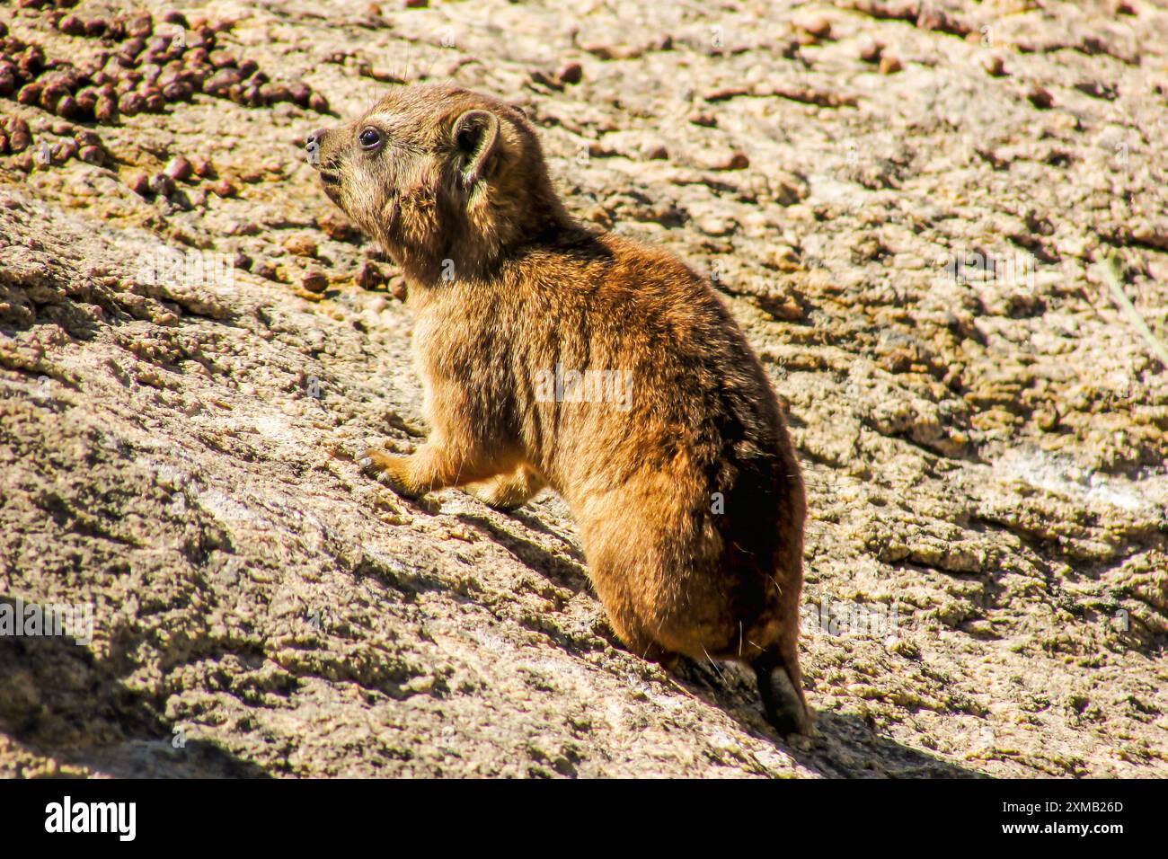 Baby Cape Hyrax Stockfoto