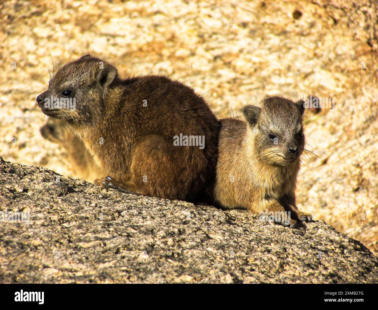 Eine Kreche Baby cape Hyrax Stockfoto