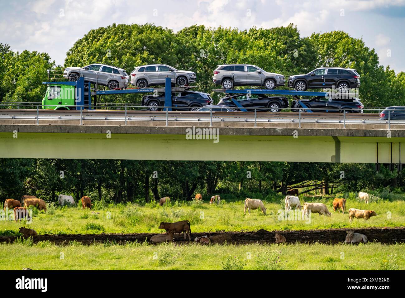 Lkw auf der Autobahn A40, Brücke über Ruhr und Styrumer Ruhrauen, Rinderherde, Weidekühe, Müelheim an der Ruhr, Norden Stockfoto
