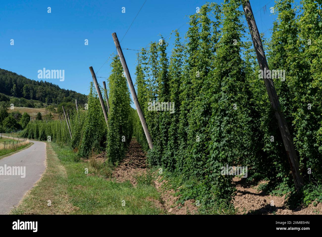 Hopfenanbaugebiet der Bitburger Brauerei Siegelhopfen für das Bitburger Pils Bier bei Irrel, Naturpark Südeifel, Rheinland-Pfalz Stockfoto