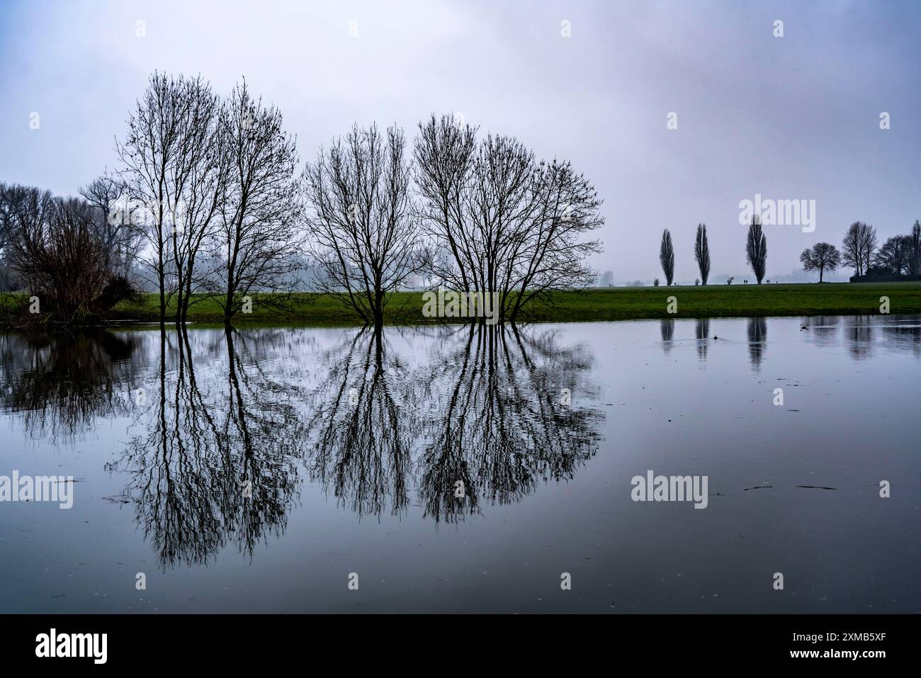 Hochwasser am Rhein bei Düsseldorf-Kaiserswerth, nebeliges Wetter, Flusswege und Rheinwiesen sind teilweise überflutet, die Rheinfähre hat angehalten Stockfoto