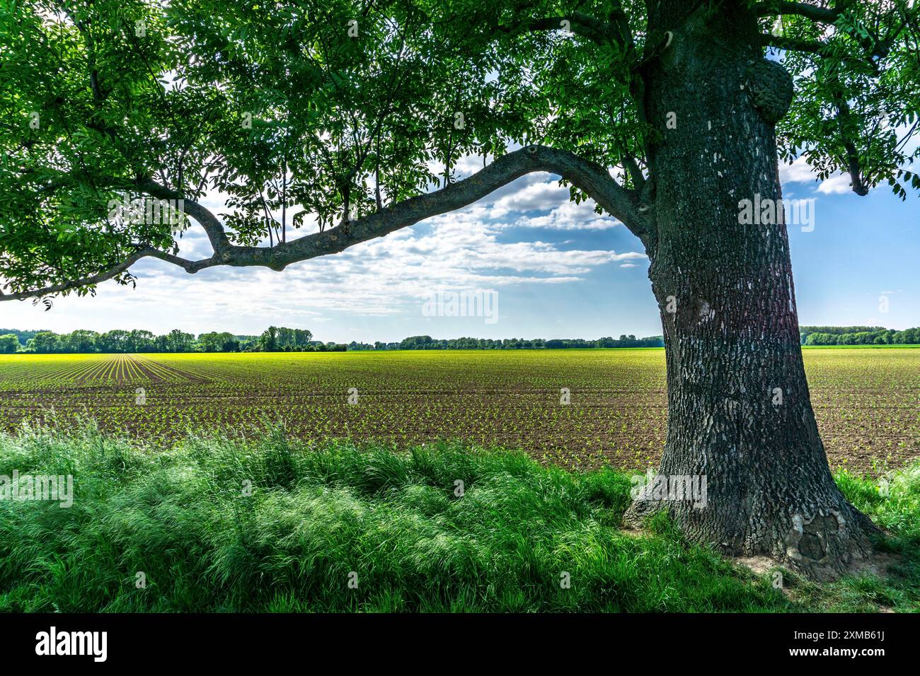 Naturpark Urdenbachen Kaempe, Kulturlandschaft Niederrhein mit bestäubten Weiden, Obstbäumen und Feuchtwiesen, zwischen Rhein und Alt Stockfoto