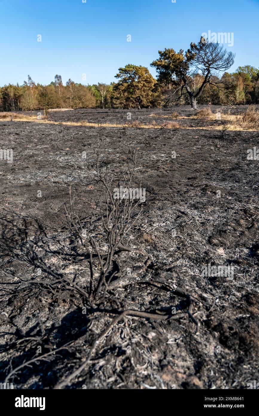 Die Folgen eines Waldbrandes im deutsch-niederländischen Grenzgebiet bei Niederkruechten-Elmpt im Naturschutzgebiet de Meinweg, Niederlande Stockfoto