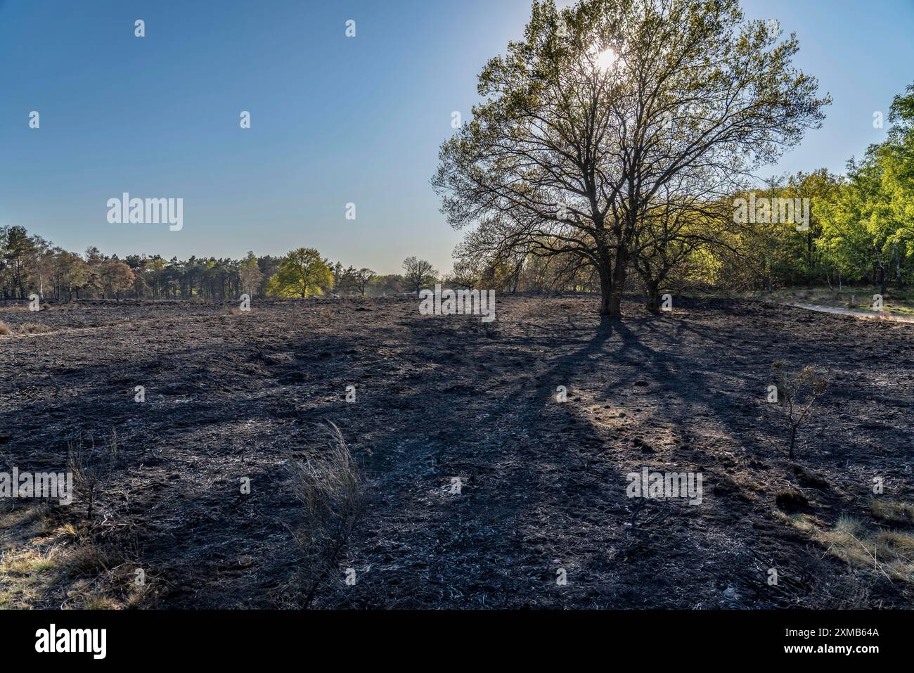 Die Folgen eines Waldbrandes im deutsch-niederländischen Grenzgebiet bei Niederkruechten-Elmpt im Naturschutzgebiet de Meinweg, Niederlande Stockfoto