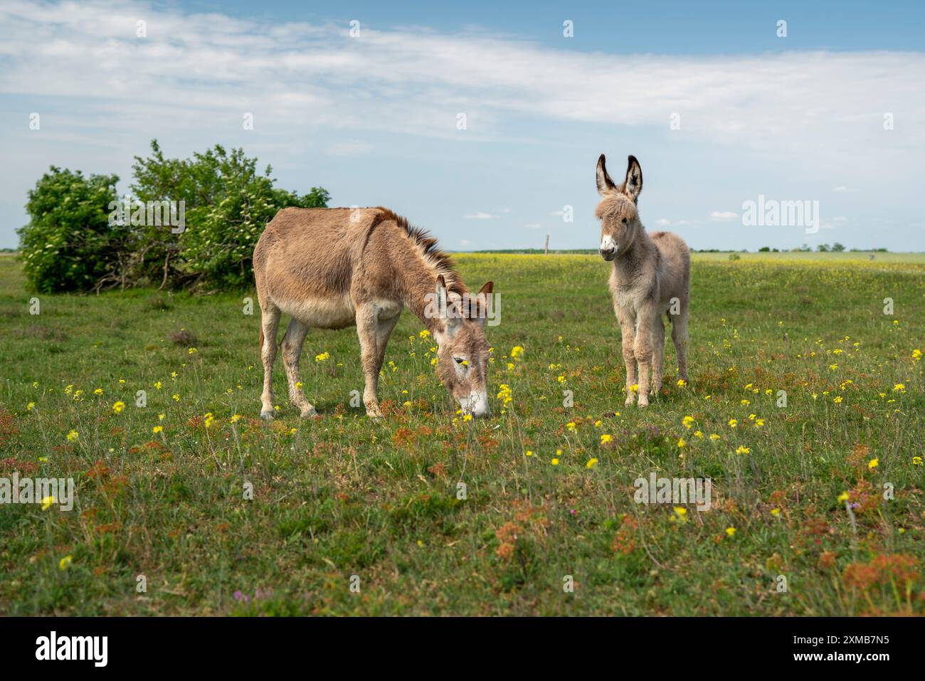 Ungarischer Esel ist auf dem grünen blühenden Feld Stockfoto