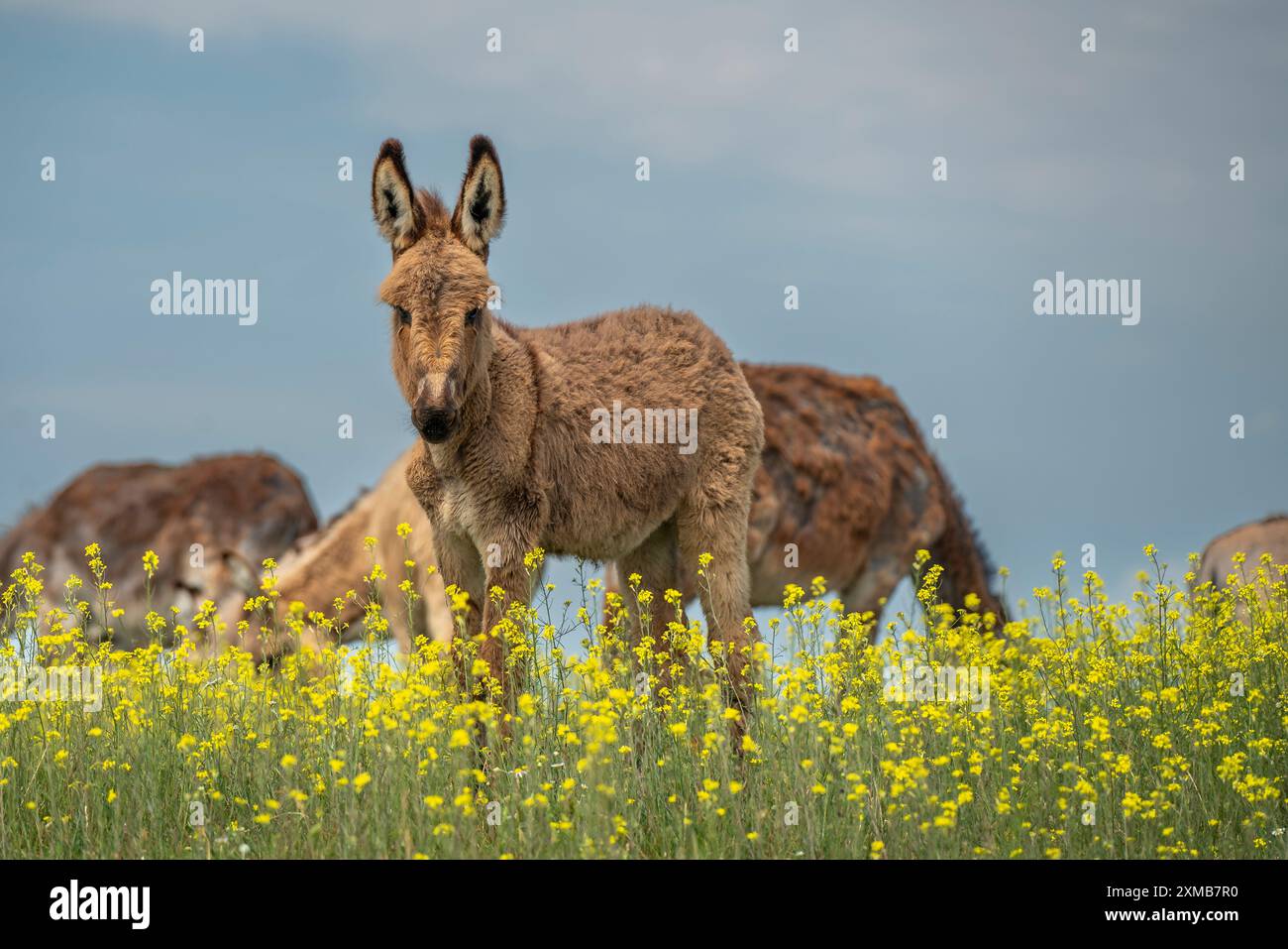 Ungarischer Esel ist auf dem grünen blühenden Feld Stockfoto