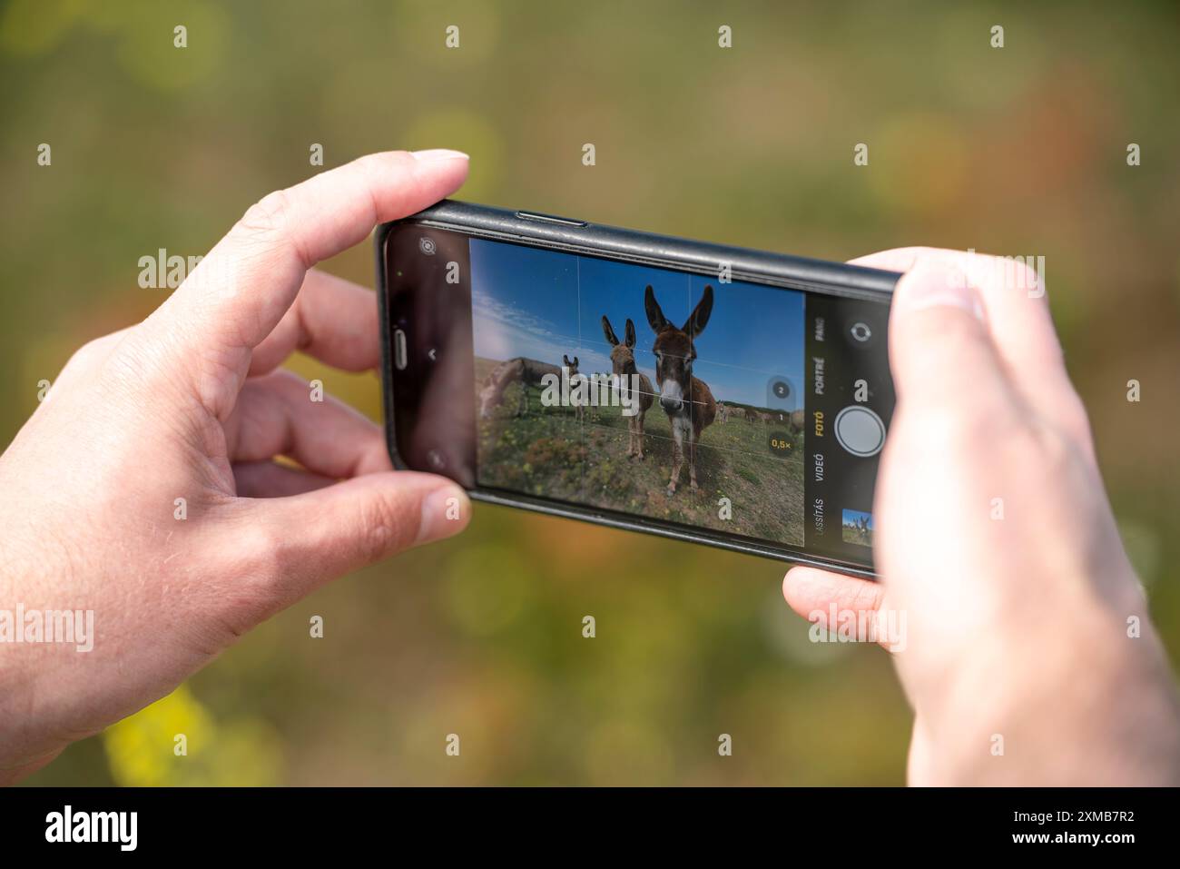 Ein Volk, das ein Phtoto mit seinem Smartphone über einen ungarischen Esel im grünen blühenden Feld nimmt Stockfoto