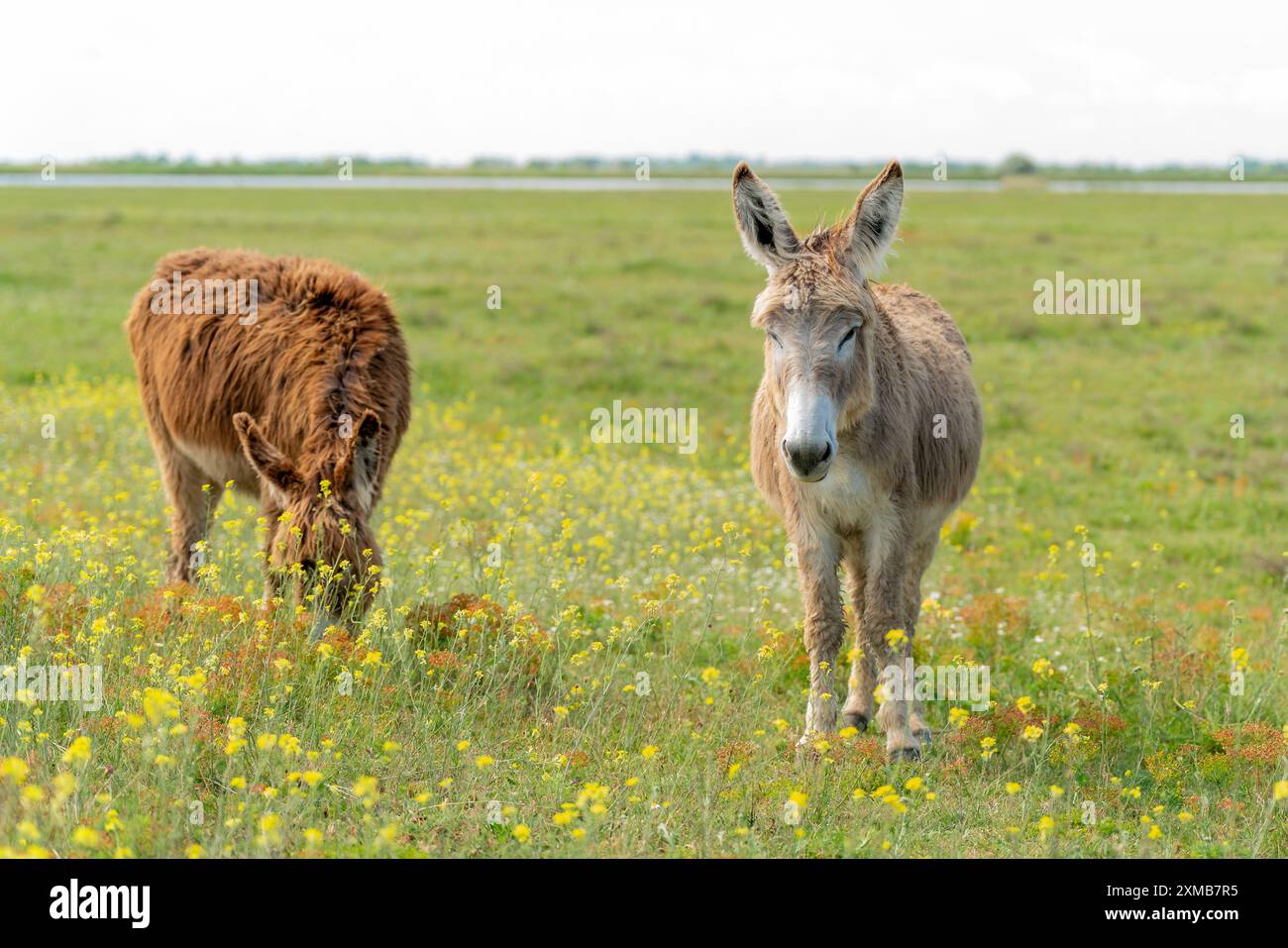 Ungarischer Esel ist auf dem grünen blühenden Feld Stockfoto
