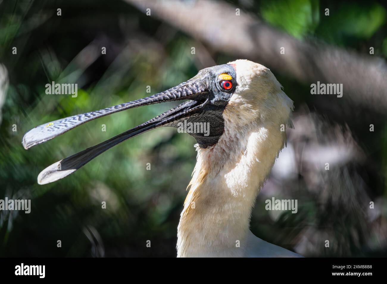 Nahaufnahme eines königlichen Löffelschnabels mit offenem Schnabel Stockfoto