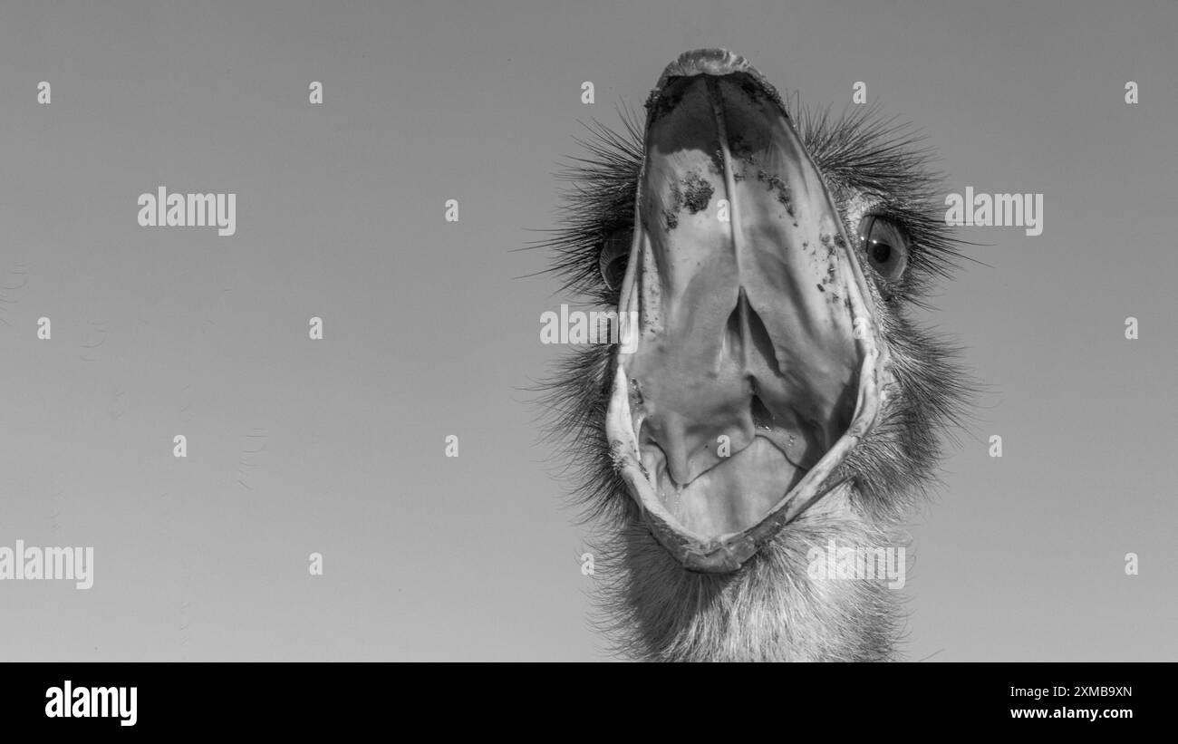 Detaillierte Aufnahme eines afrikanischen Straußes mit weit geöffnetem Schnabel Stockfoto