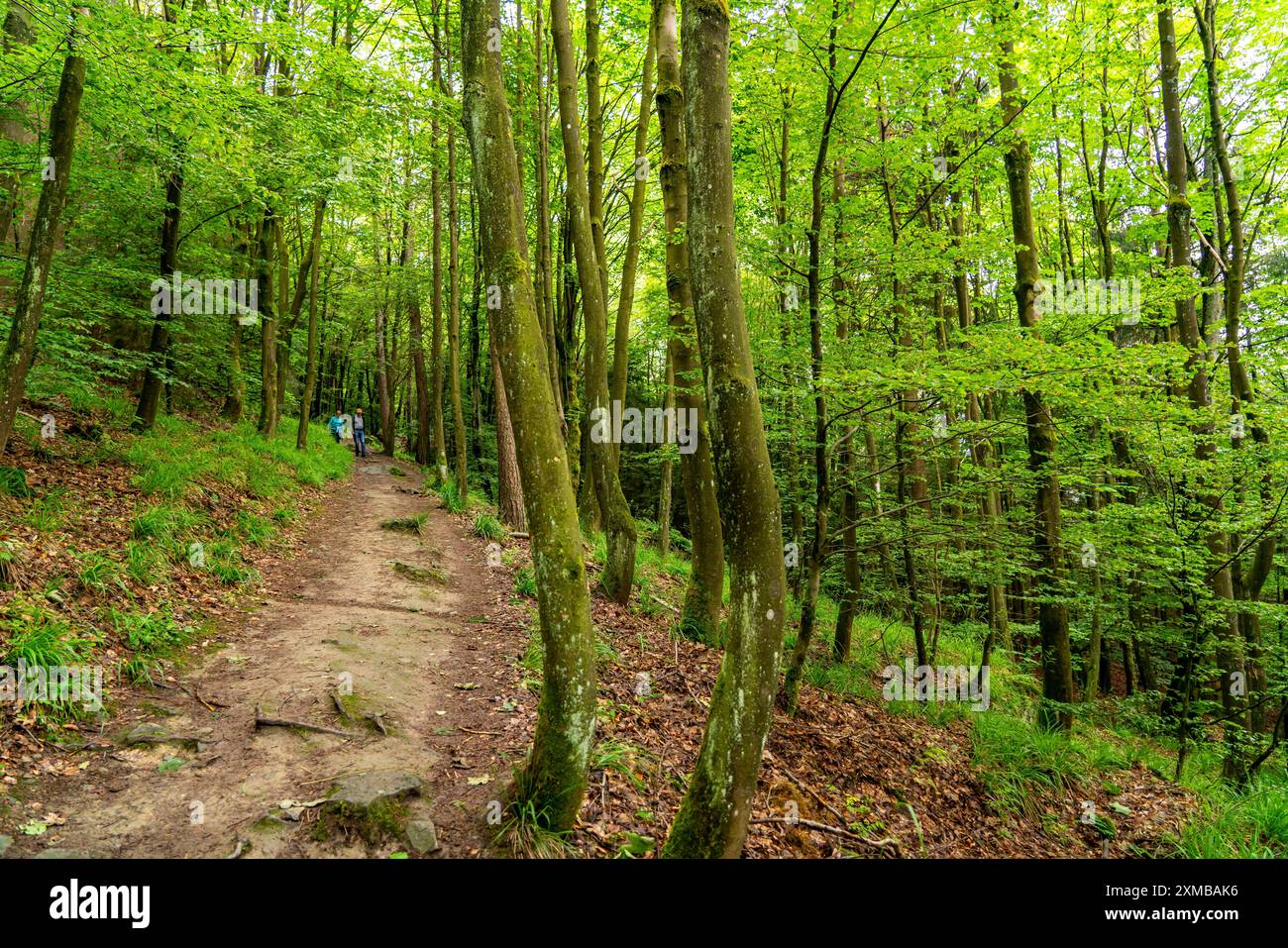 Wald unterhalb der Bruchhauser Steine, im Landkreis Hochsauerland, Felsformationen mit vier Hauptfelsen, auf dem Istenberg im Rothaargebirge Stockfoto