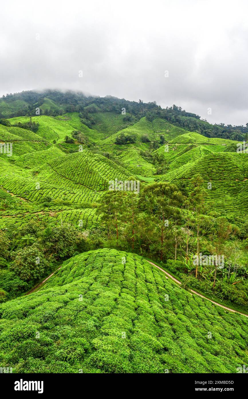Die Aussicht von der BOH Tea Plantation in Cameron Highlands, Malaysia Stockfoto