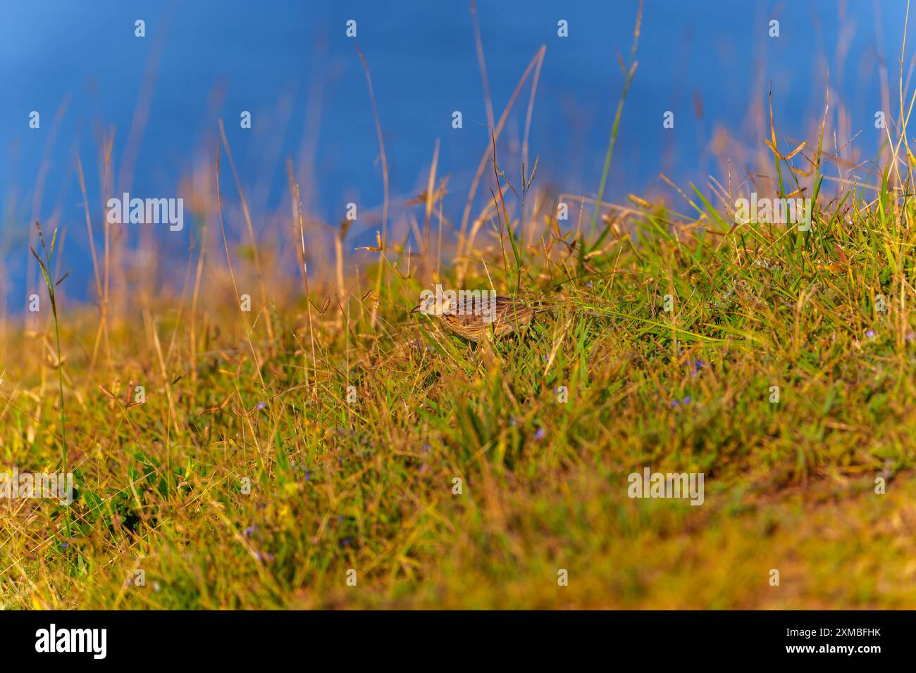 Eurasische Lerche im Gras im Morgenlicht Stockfoto