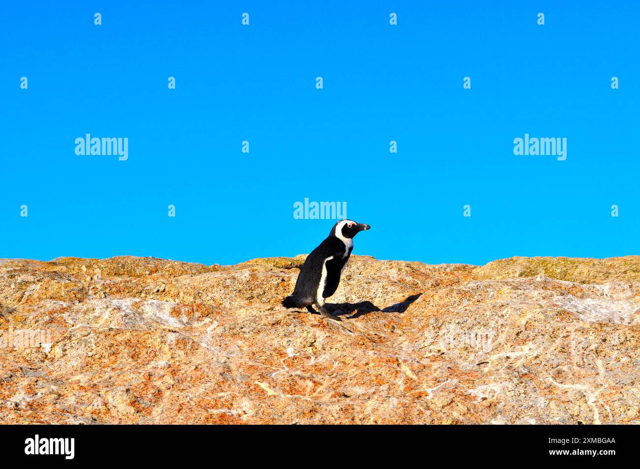 Frecher Pinguin Stockfoto