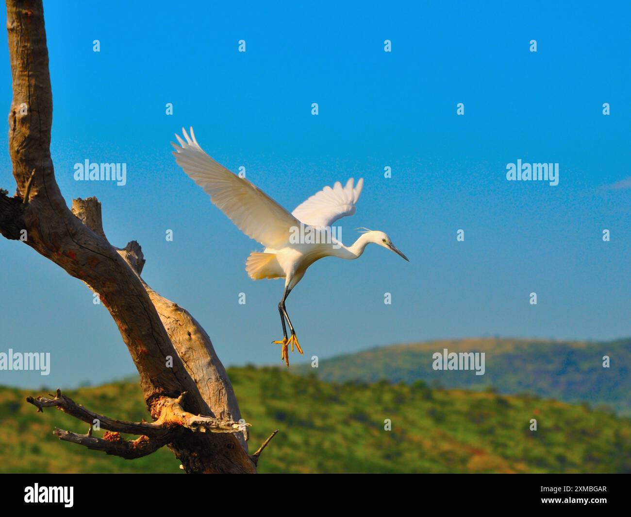 Egret im Flug (Start) Stockfoto