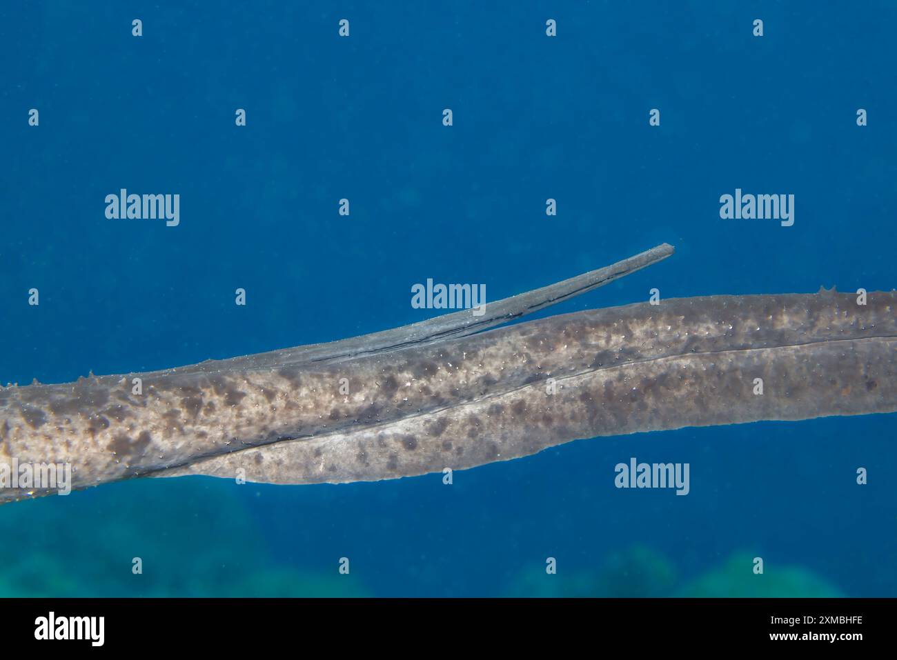 Nahaufnahme des Schwanzes und des Stachelrochen, Taeniurops meyeni, Guam, Mikronesien, Marianen, Philippinensee. Dies sind A Stockfoto